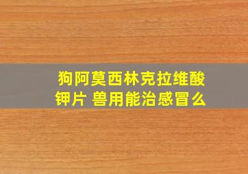 狗阿莫西林克拉维酸钾片 兽用能治感冒么